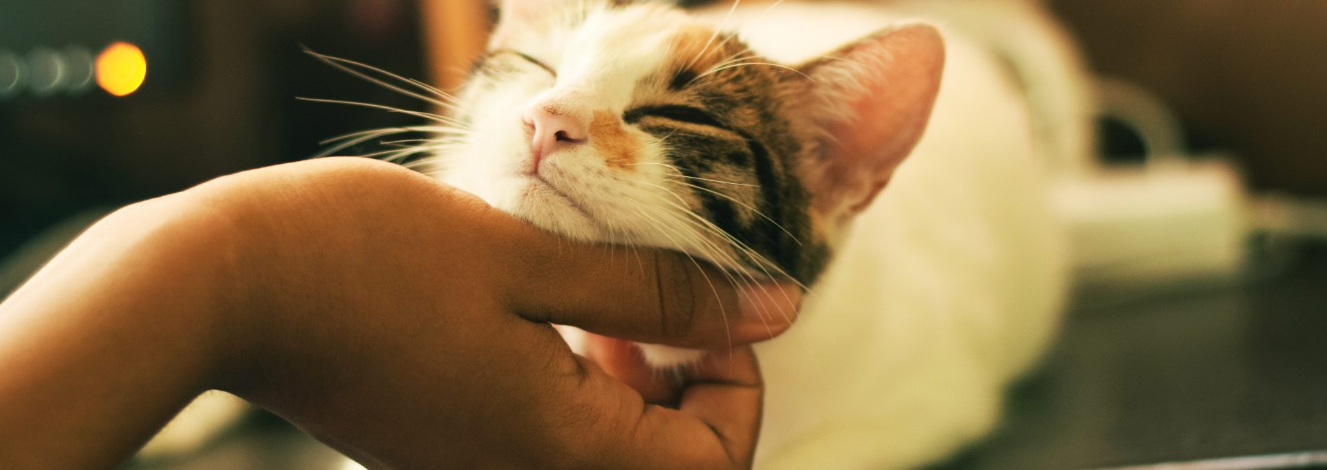 shallow focus photography of white and brown cat